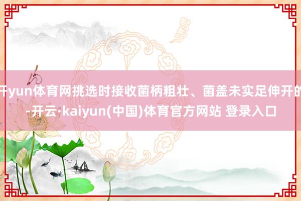 开yun体育网挑选时接收菌柄粗壮、菌盖未实足伸开的-开云·kaiyun(中国)体育官方网站 登录入口